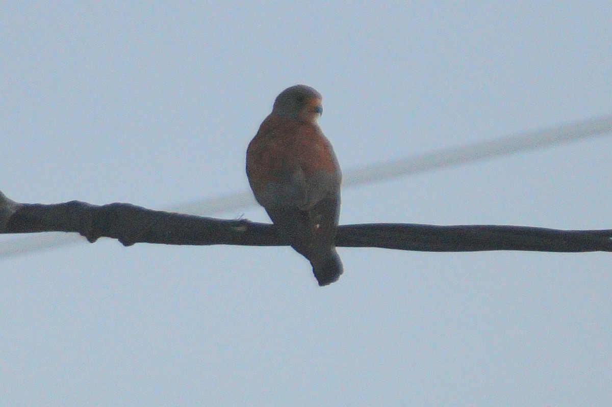 Lesser Kestrel - ML639620528