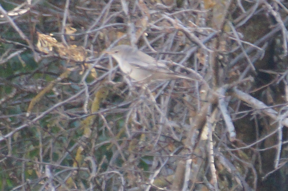 Olive-tree Warbler - ML639620539