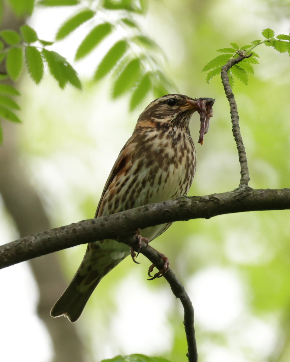 Redwing - ML639620545