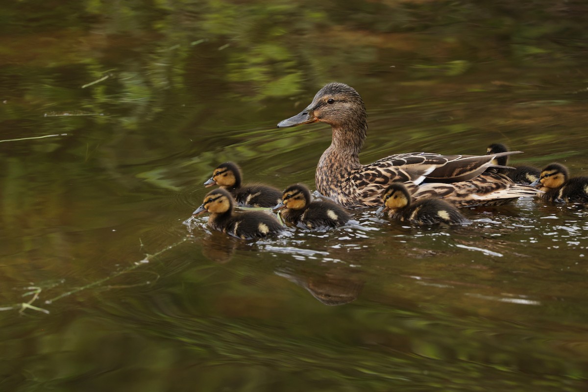 Mallard - ML639620546