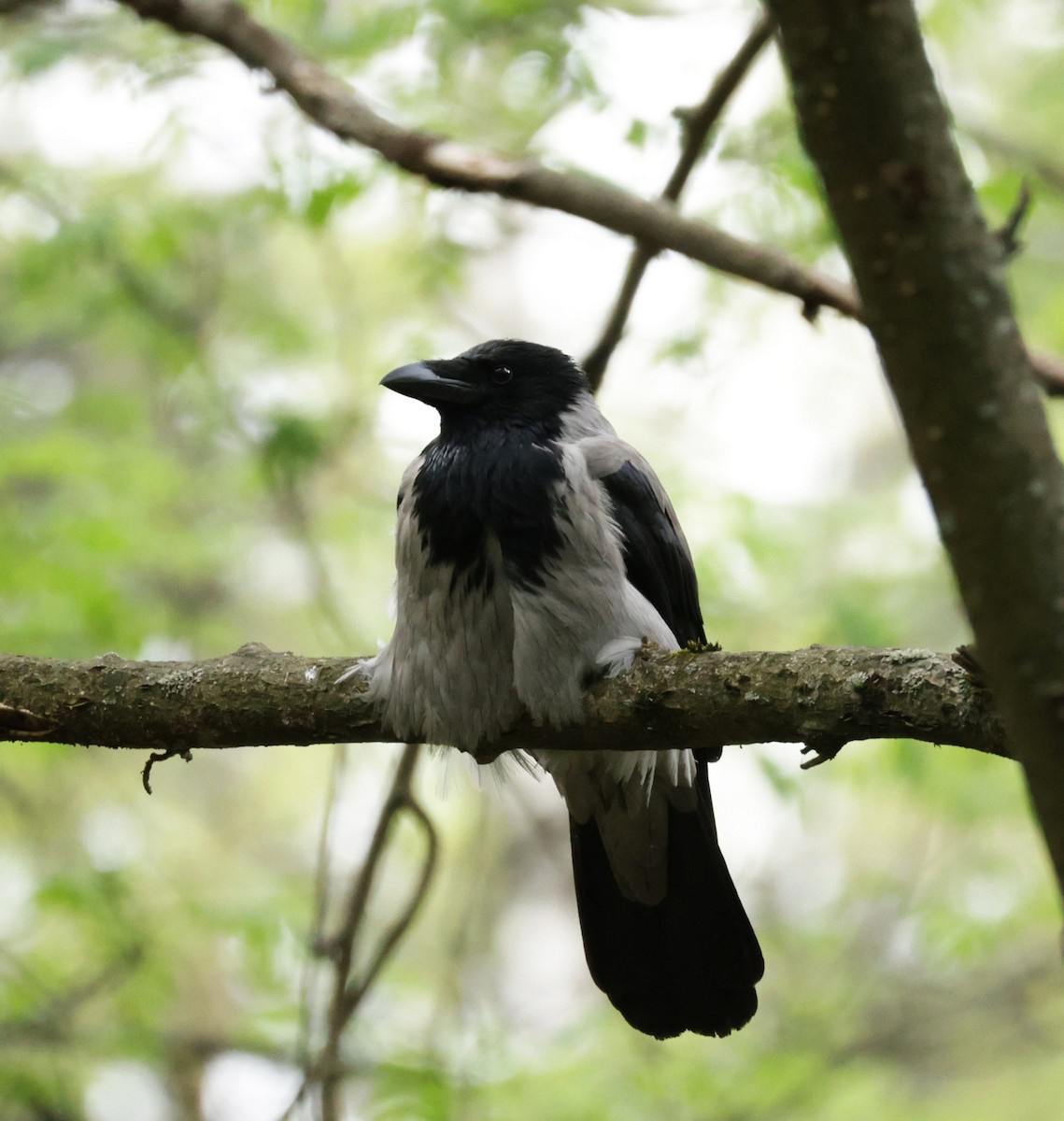 Hooded Crow - ML639620547