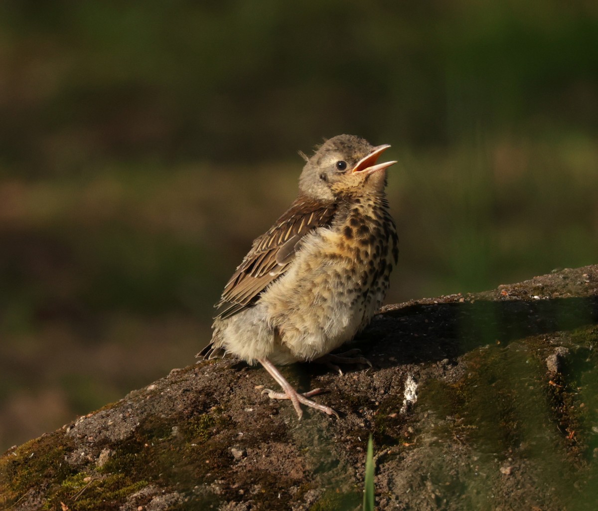 Fieldfare - ML639620553