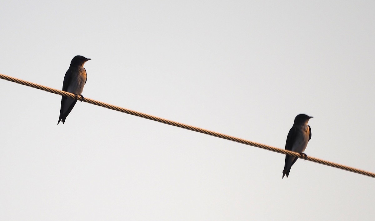 Gray-breasted Martin - ML639620646