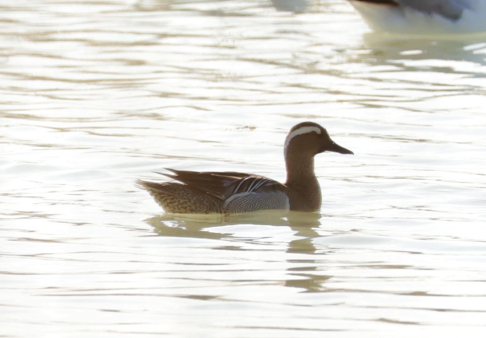 Garganey - ML639620648