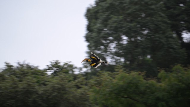 Great Hornbill - ML639620652