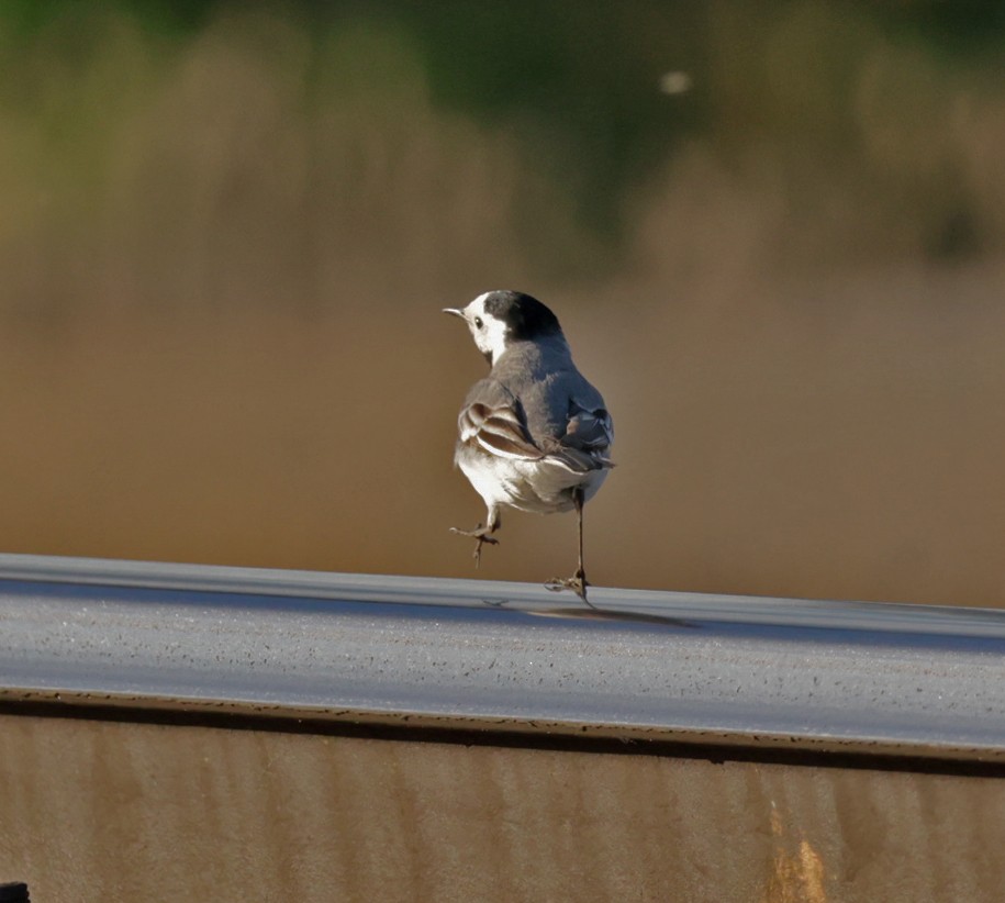 White Wagtail - ML639620661