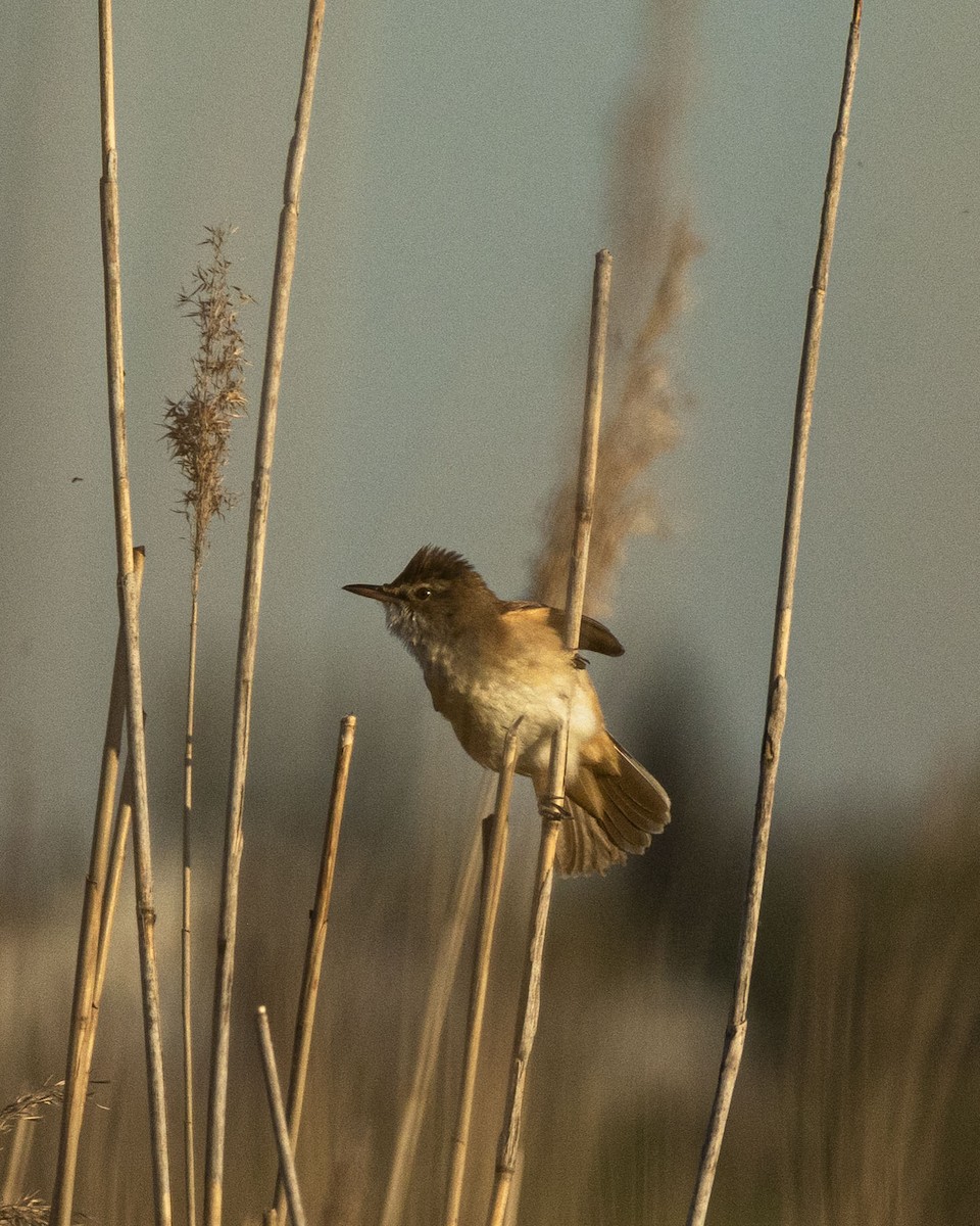 Great Reed Warbler - ML639620665