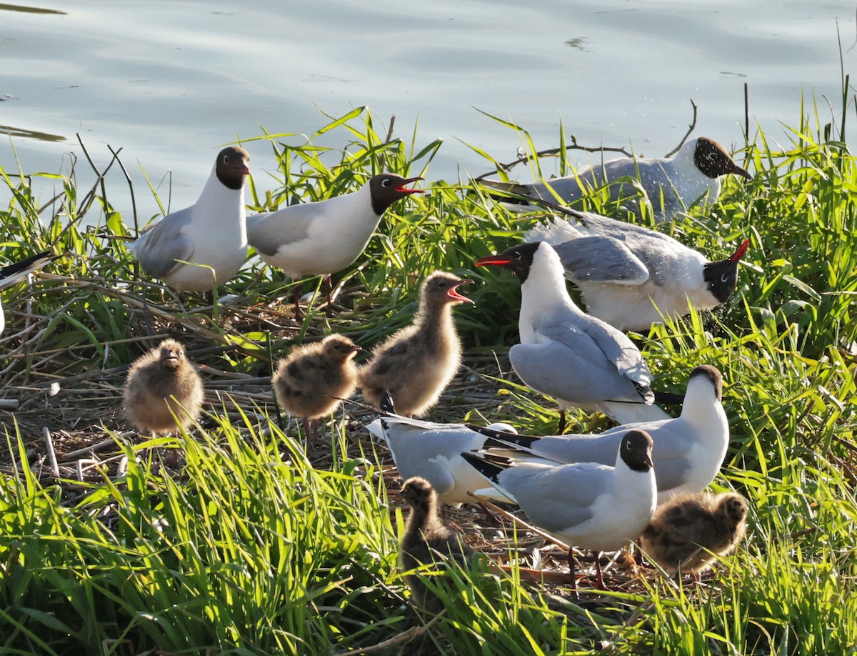 Black-headed Gull - ML639620672