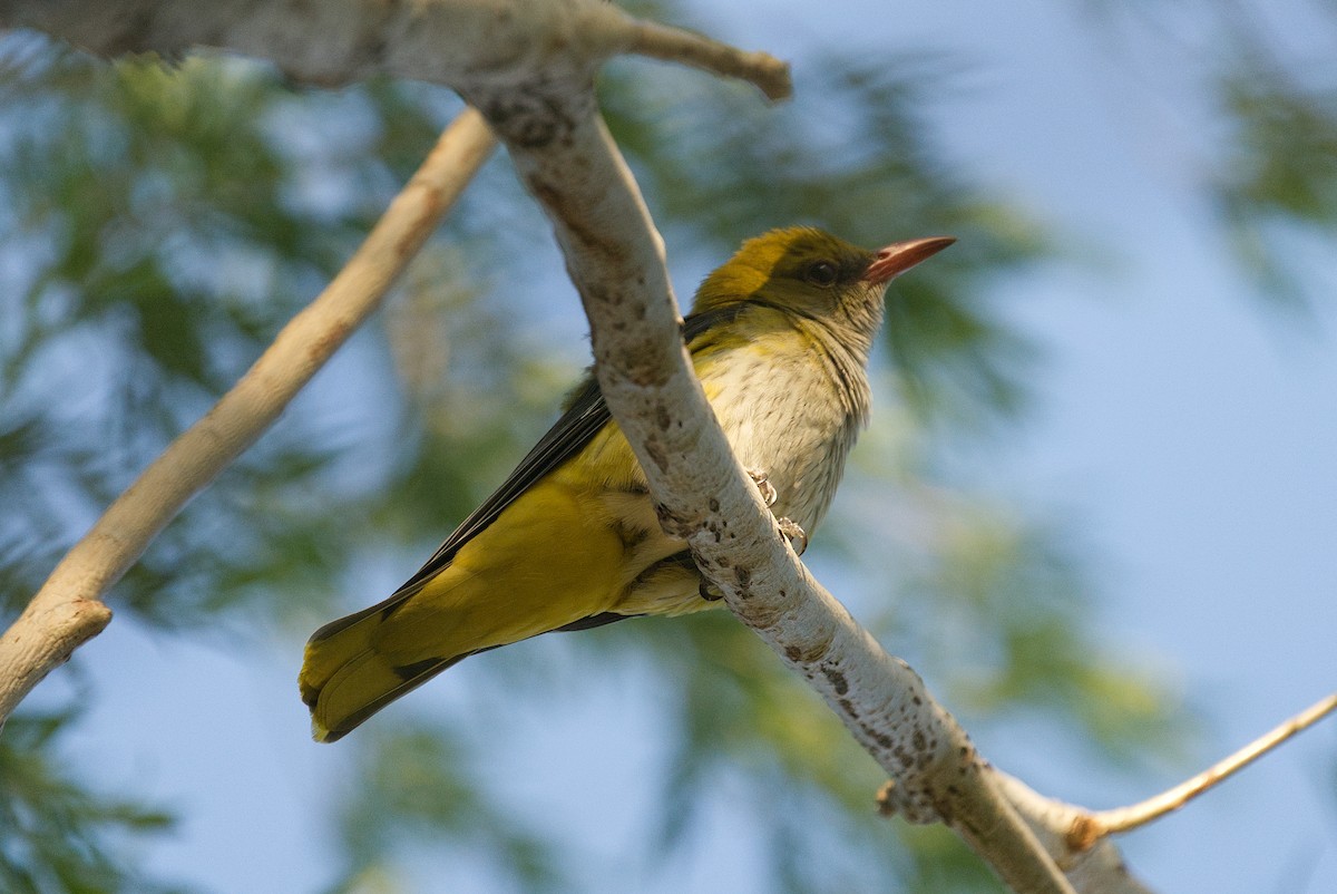 pirol - ML639620690