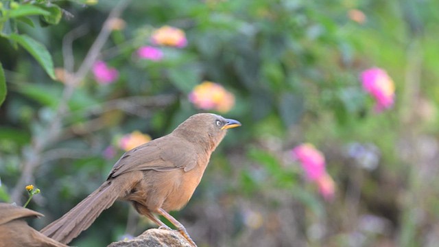 Rufous Babbler - ML639620704