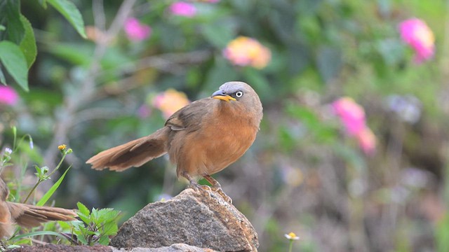 Rufous Babbler - ML639620705