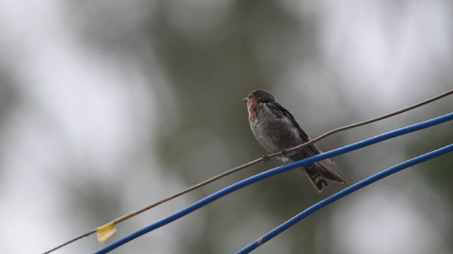 Hill Swallow - ML639620707