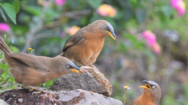 Rufous Babbler - ML639620709