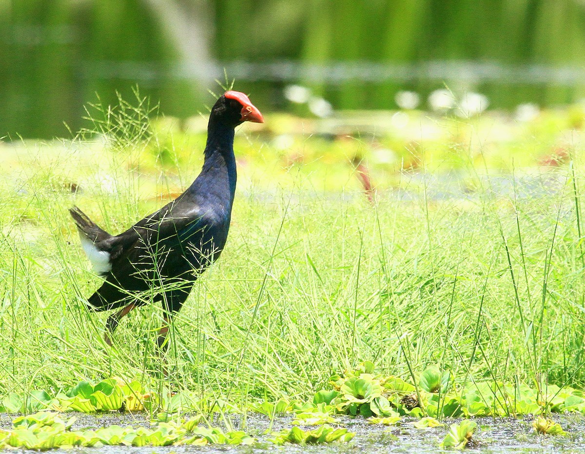 Black-backed Swamphen - ML639620710