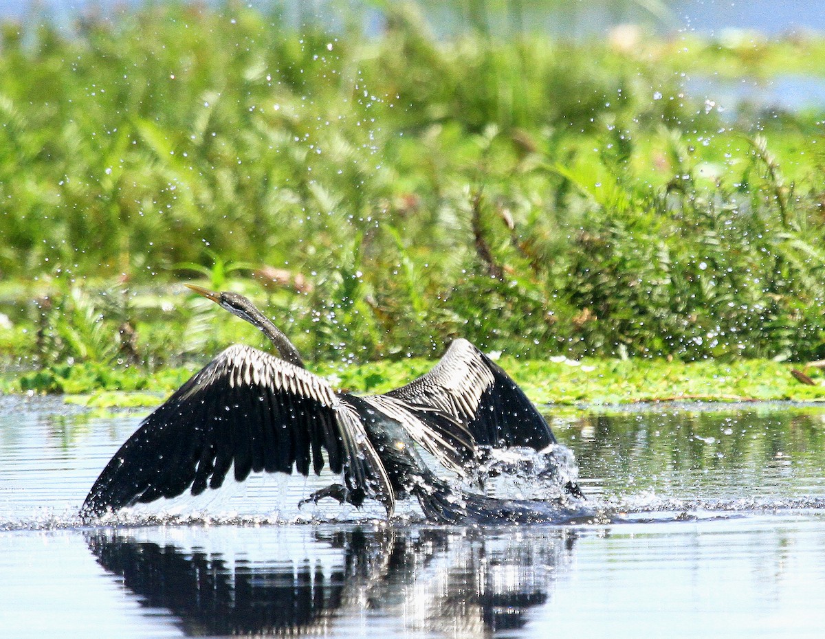 Oriental Darter - ML639620736