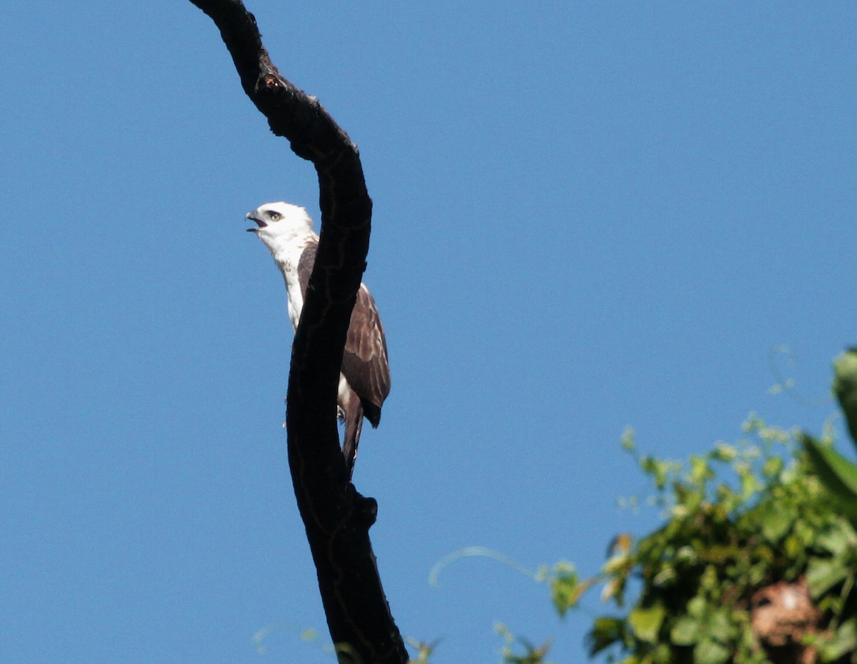 Sulawesi Hawk-Eagle - ML639620741
