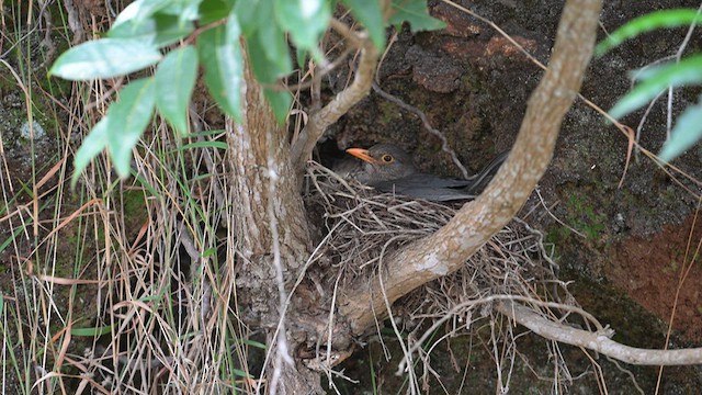 Indian Blackbird - ML639620742