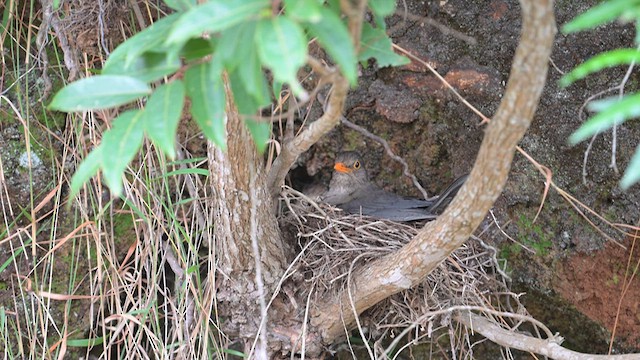 Indian Blackbird - ML639620743