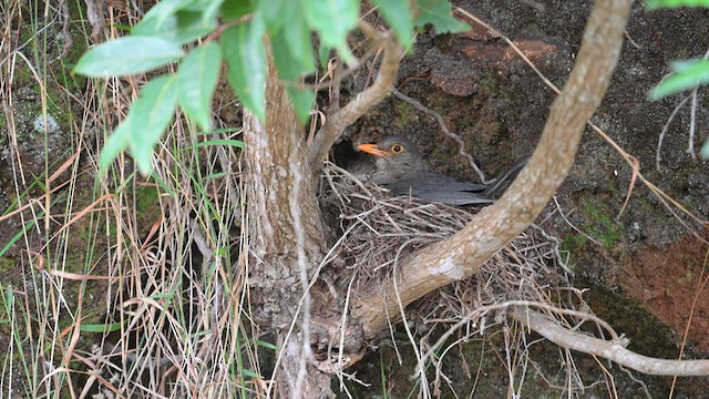 Indian Blackbird - ML639620744