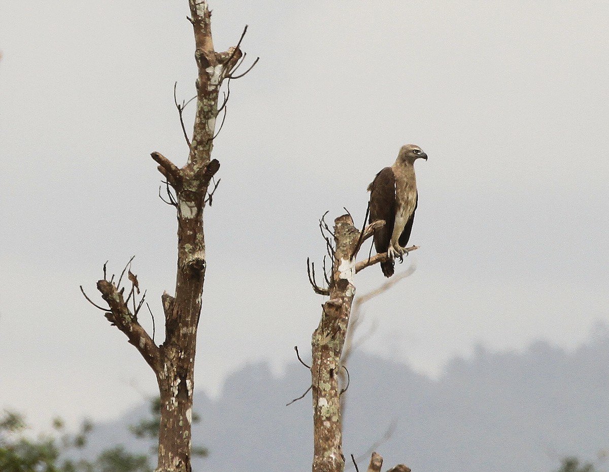 Lesser Fish-Eagle - ML639620751