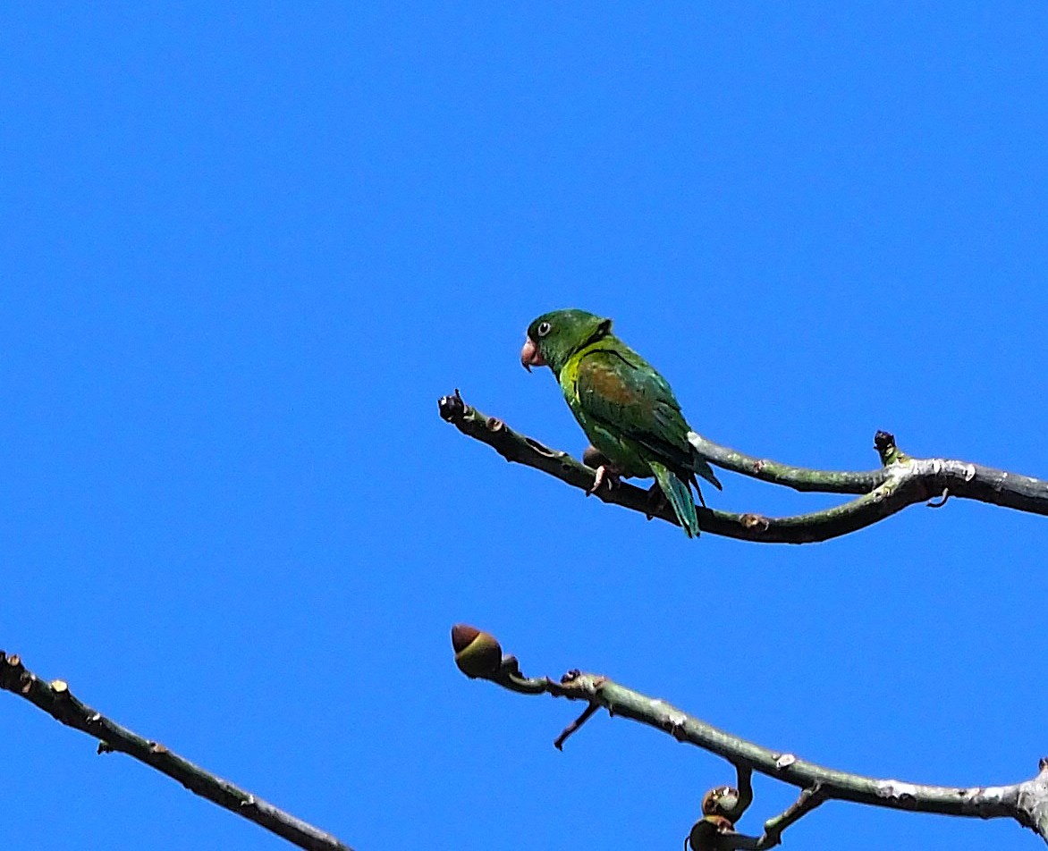 Orange-chinned Parakeet - ML639620781