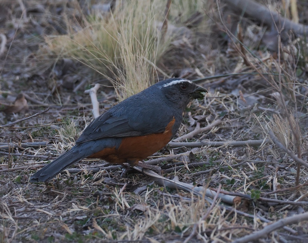 Rufous-bellied Mountain Tanager - ML639620789