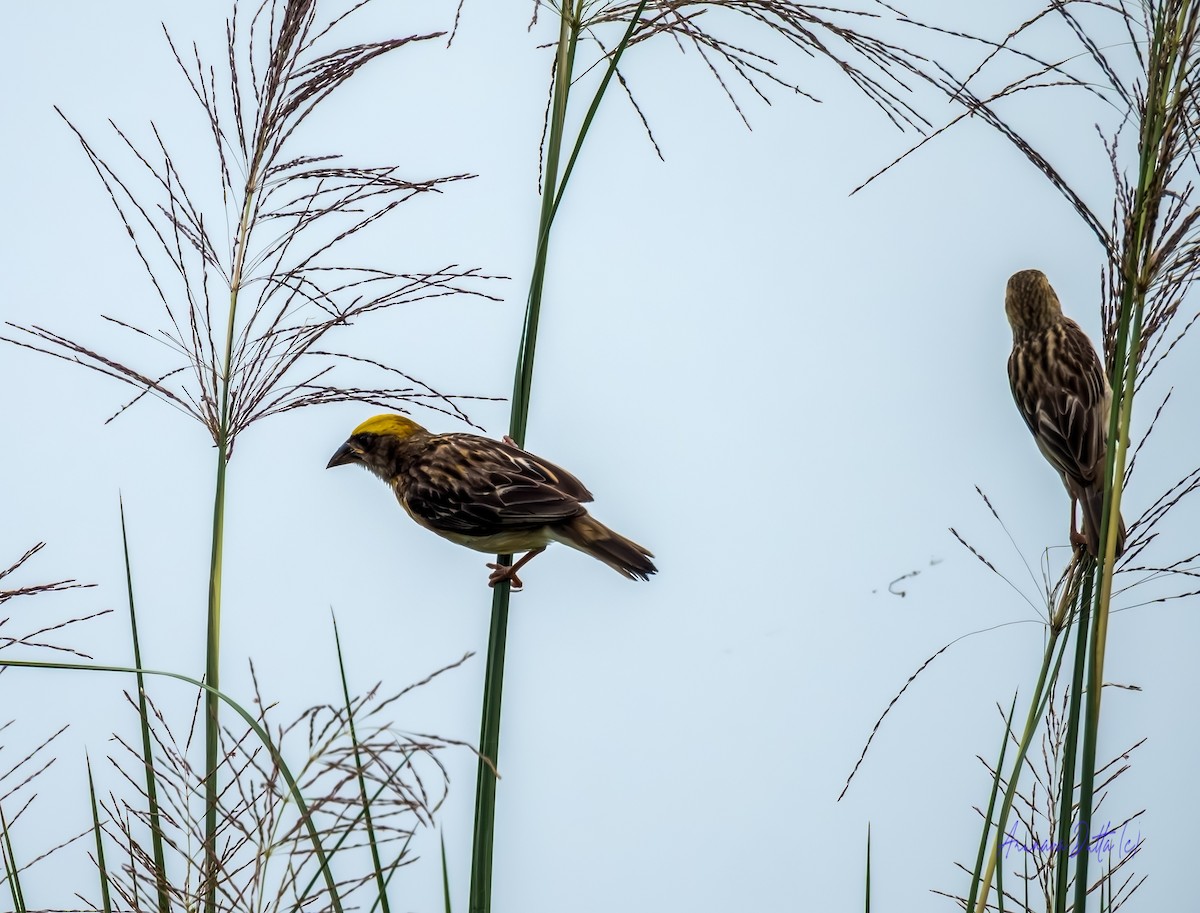 Baya Weaver - ML639620826
