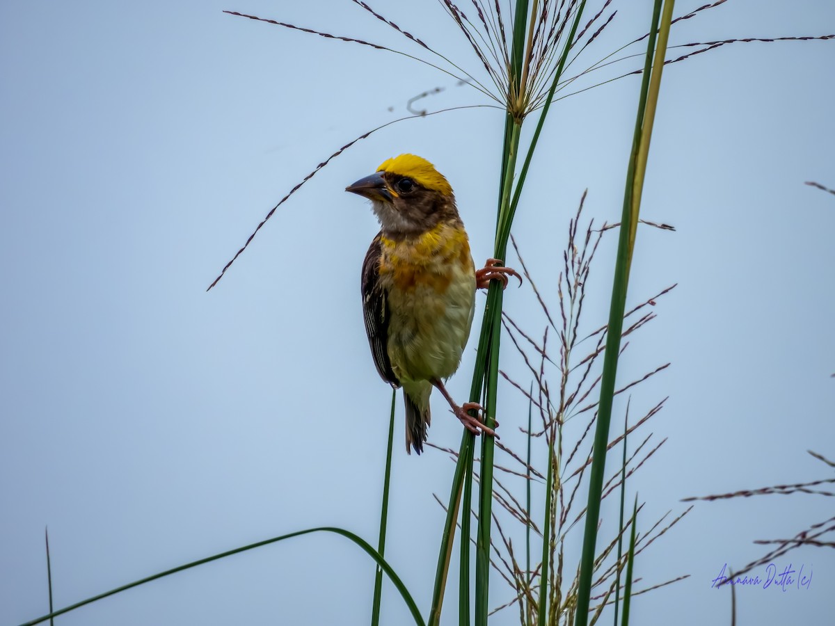 Baya Weaver - ML639620827