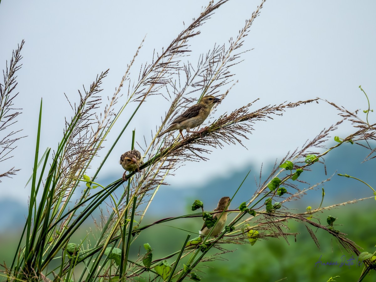 Baya Weaver - ML639620828