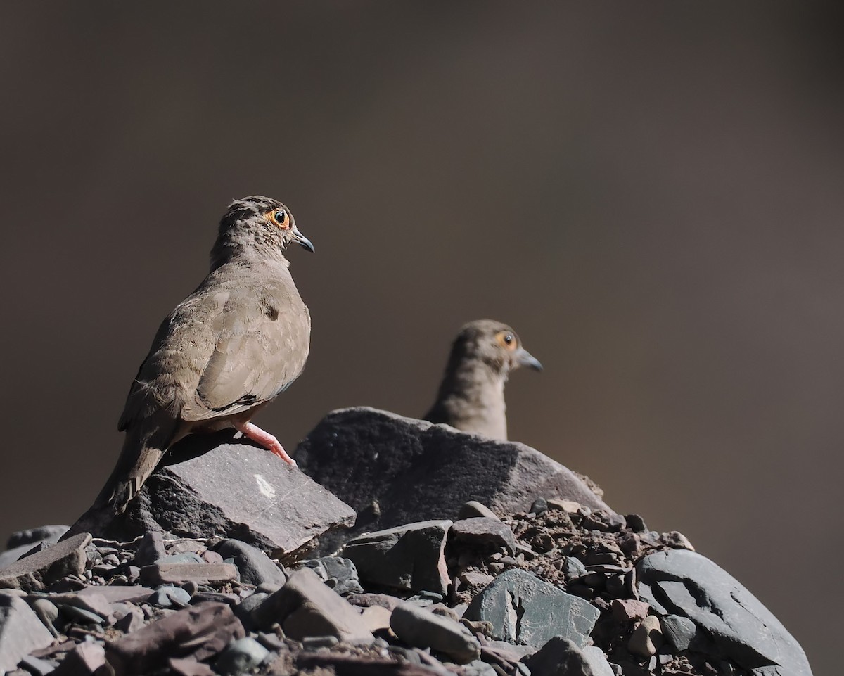 Bare-eyed Ground Dove - ML639620874