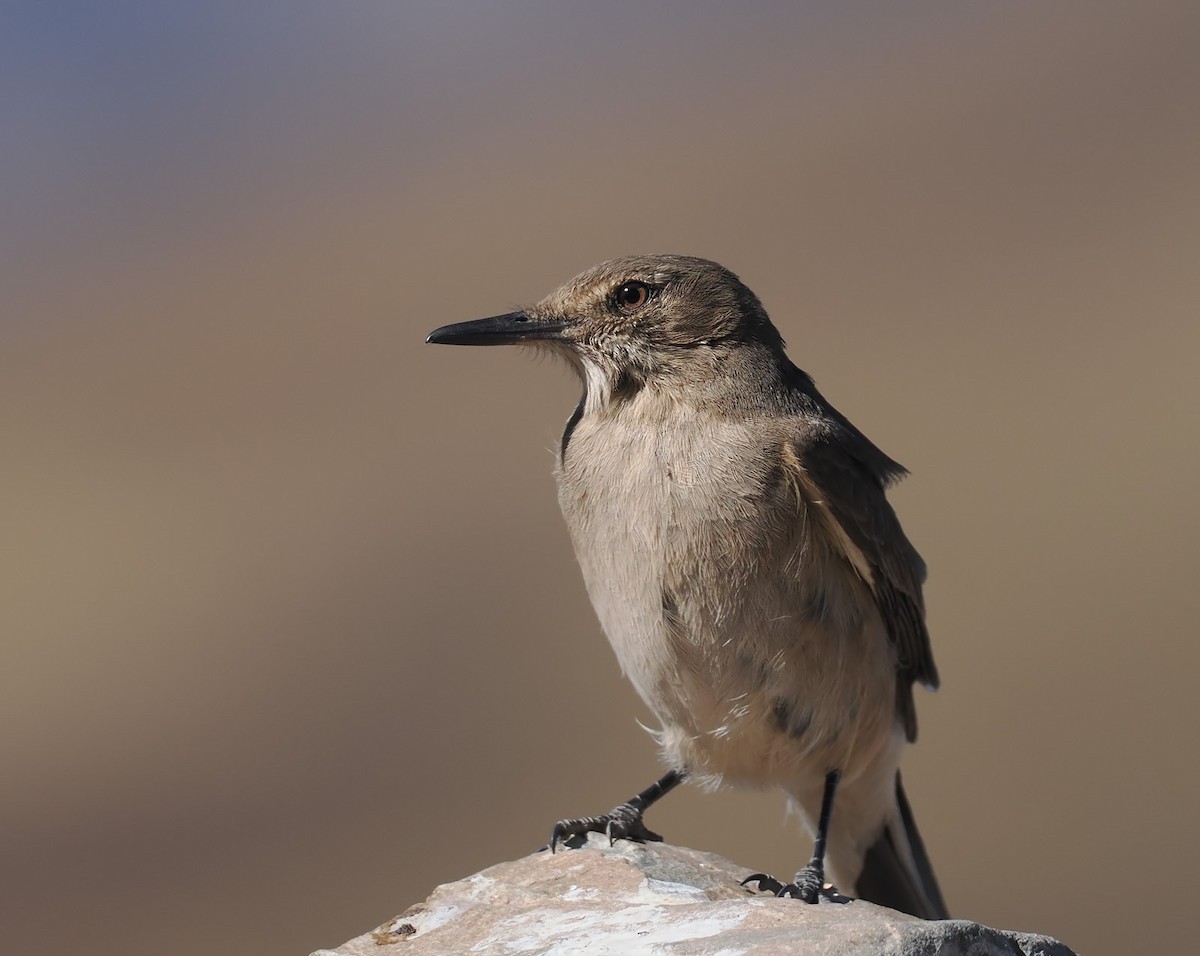 Black-billed Shrike-Tyrant - ML639620885