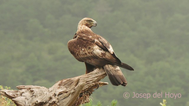 Aquila reale - ML639620891