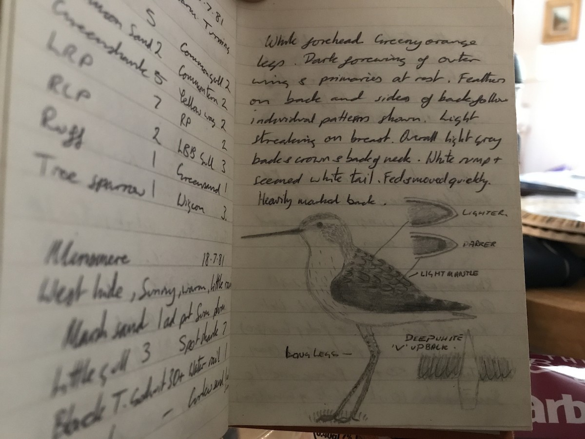 Albastrello - ML639620896