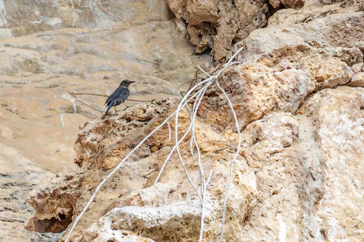 Blue Rock-Thrush (madoci) - ML639620903