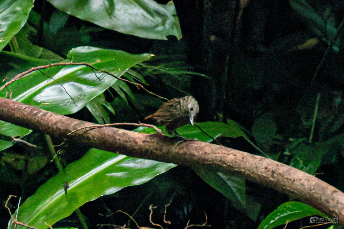 Streaked Wren-Babbler - ML639620913