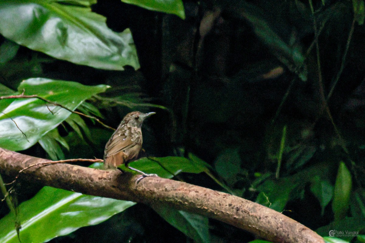 Streaked Wren-Babbler - ML639620914