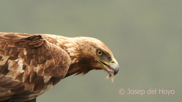 Aquila reale - ML639620942