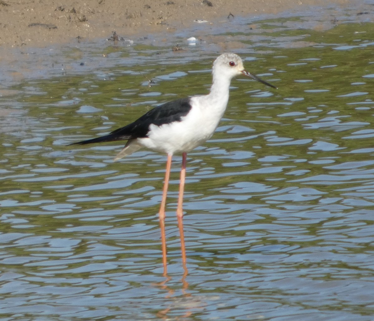 pisila čáponohá - ML639620981