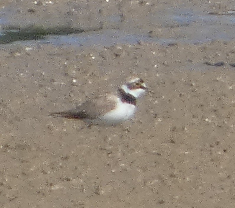 kulík říční - ML639620982