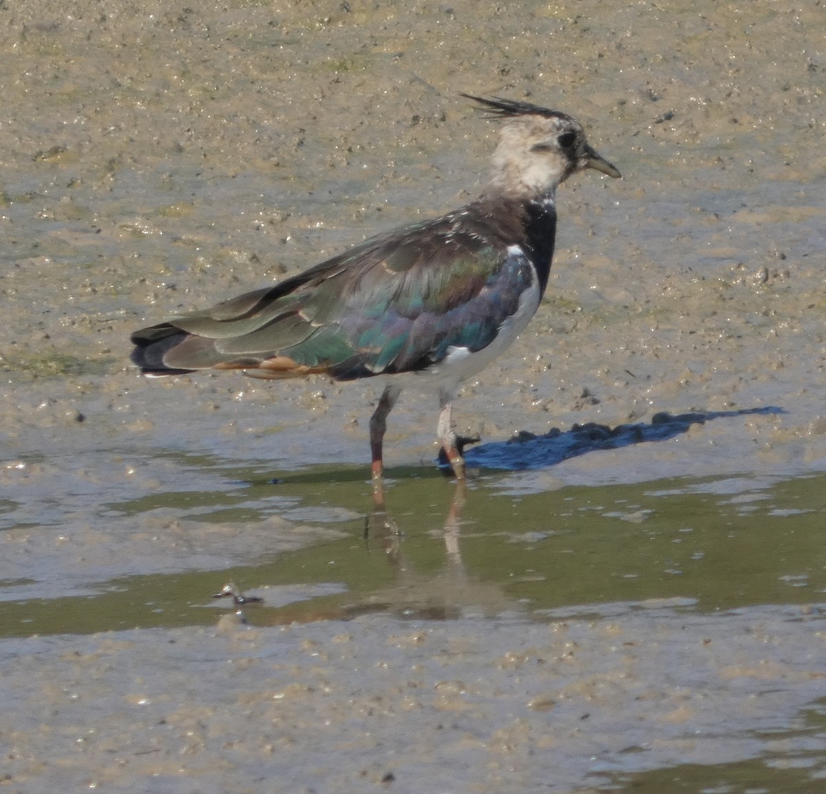 čejka chocholatá - ML639620983