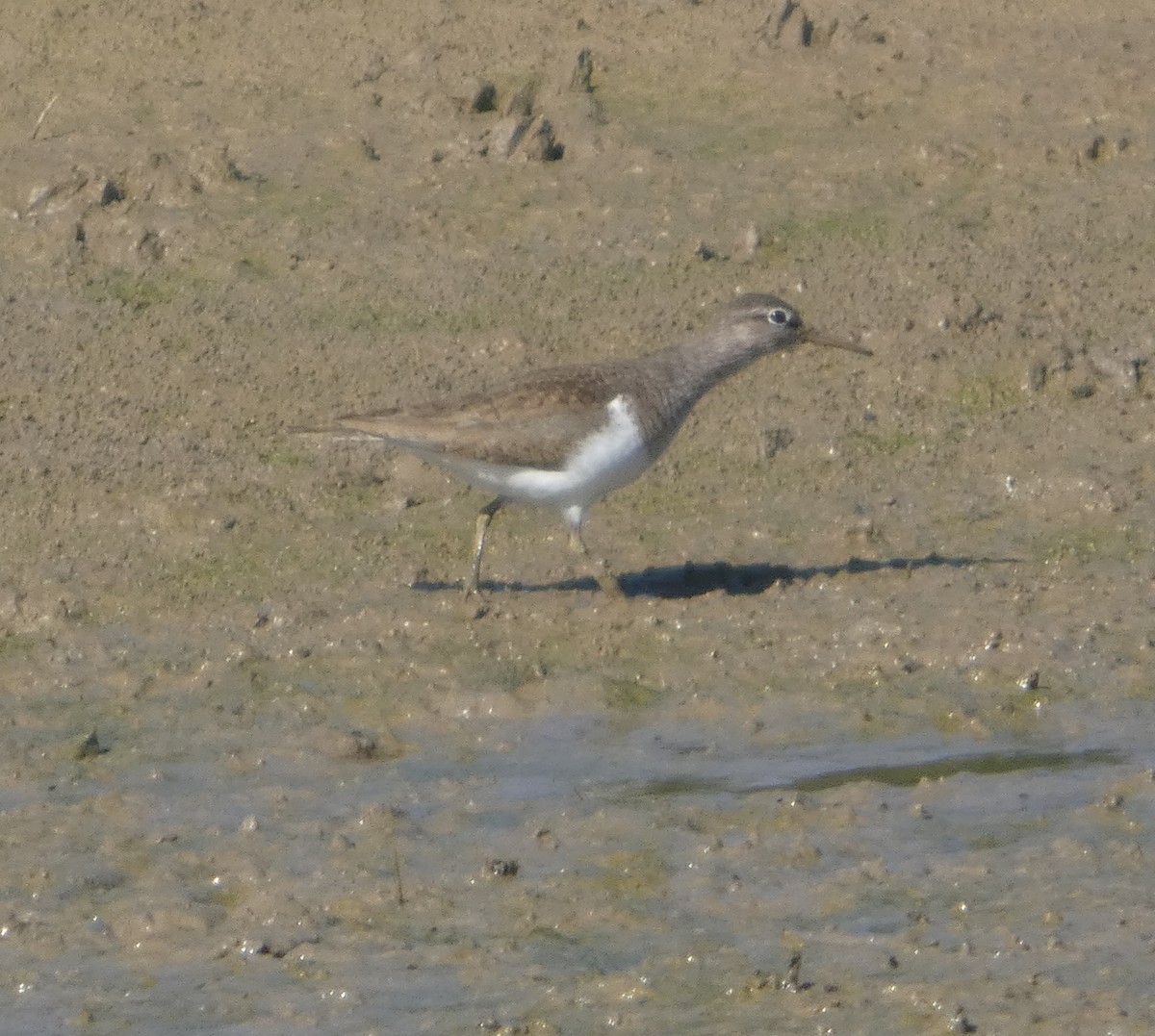 pisík obecný - ML639620989