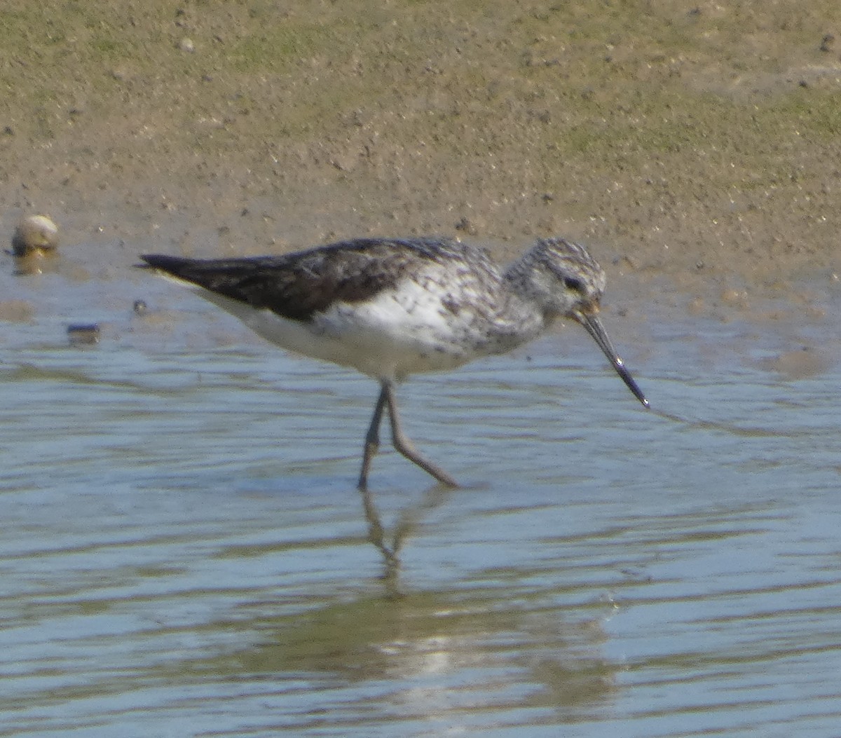 vodouš šedý - ML639620992