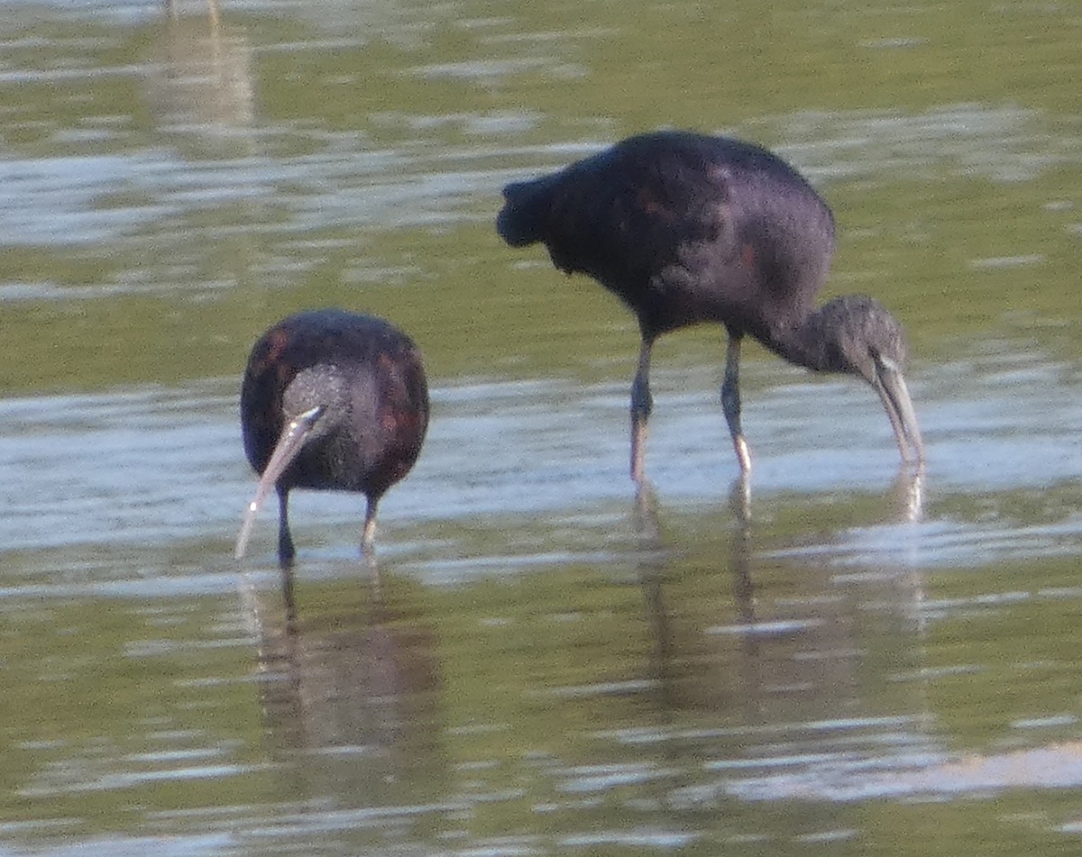 ibis hnědý - ML639620995