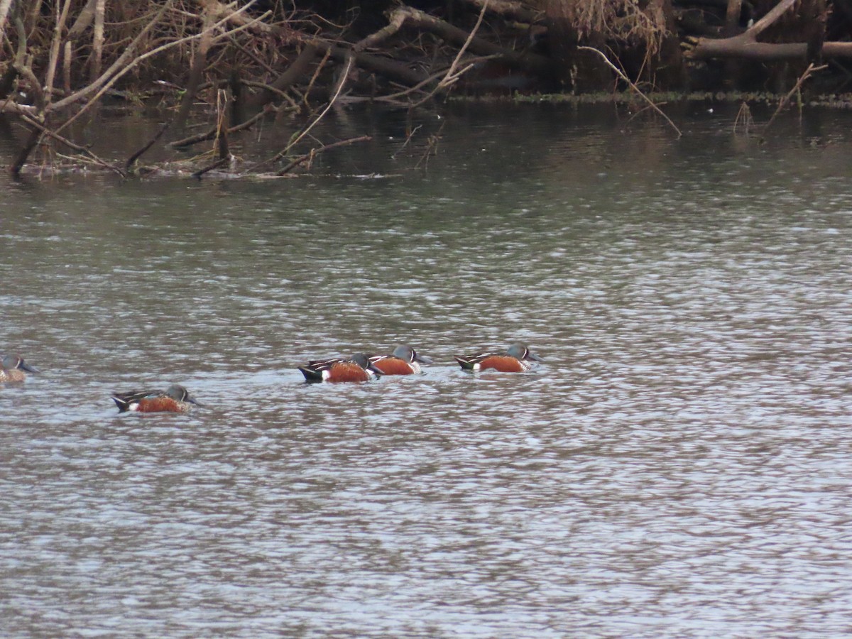 Australasian Shoveler - ML639621009