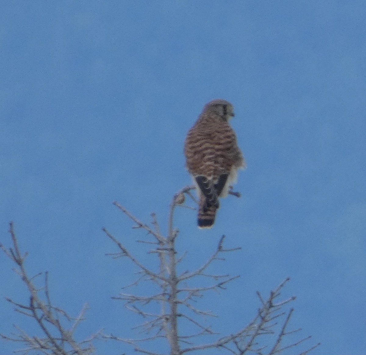 poštolka obecná - ML639621011