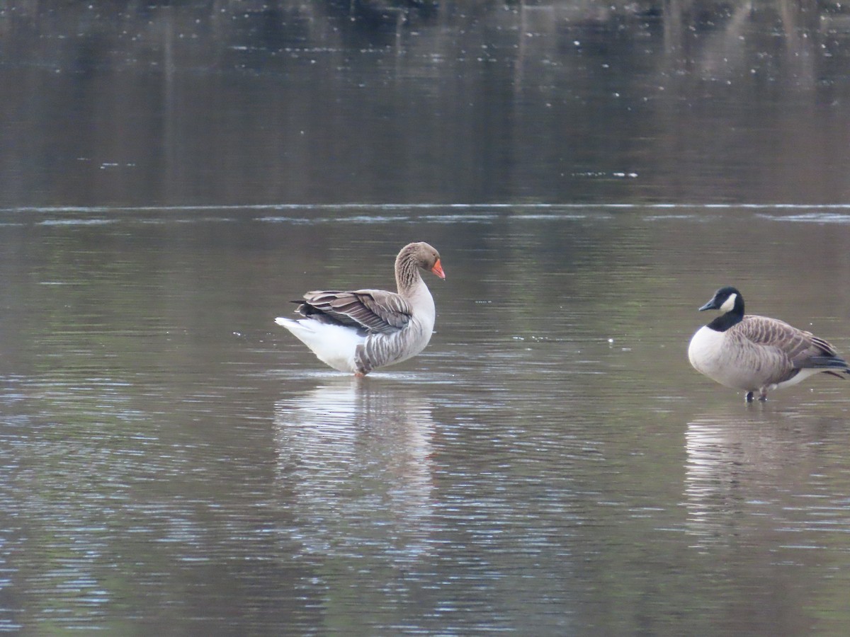 Graylag Goose (Domestic type) - ML639621012