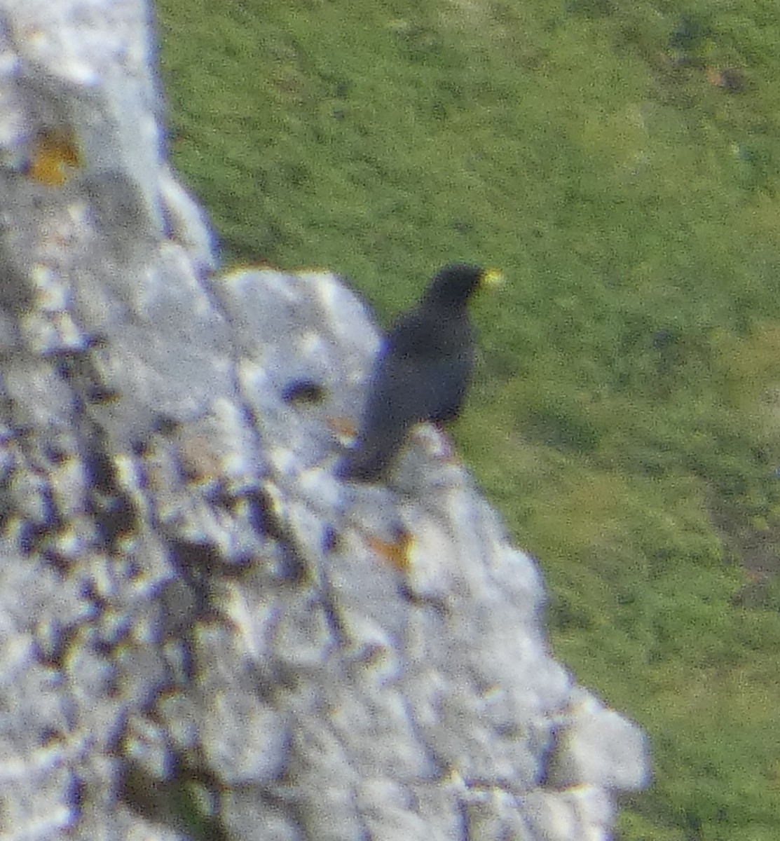 kavče žlutozobé - ML639621014