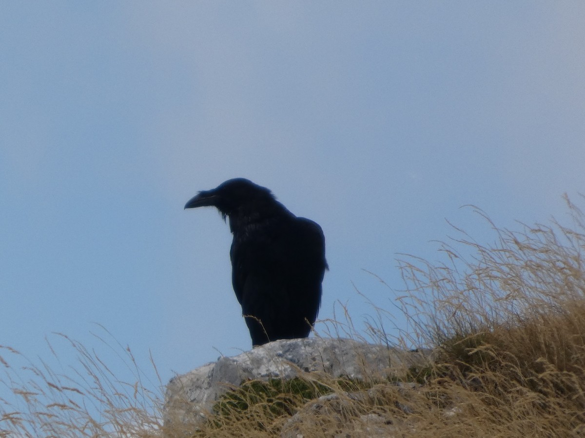 krkavec velký - ML639621025