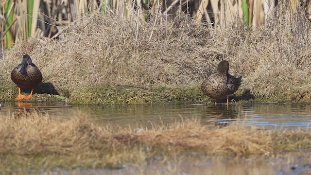 Australasian Shoveler - ML639621033