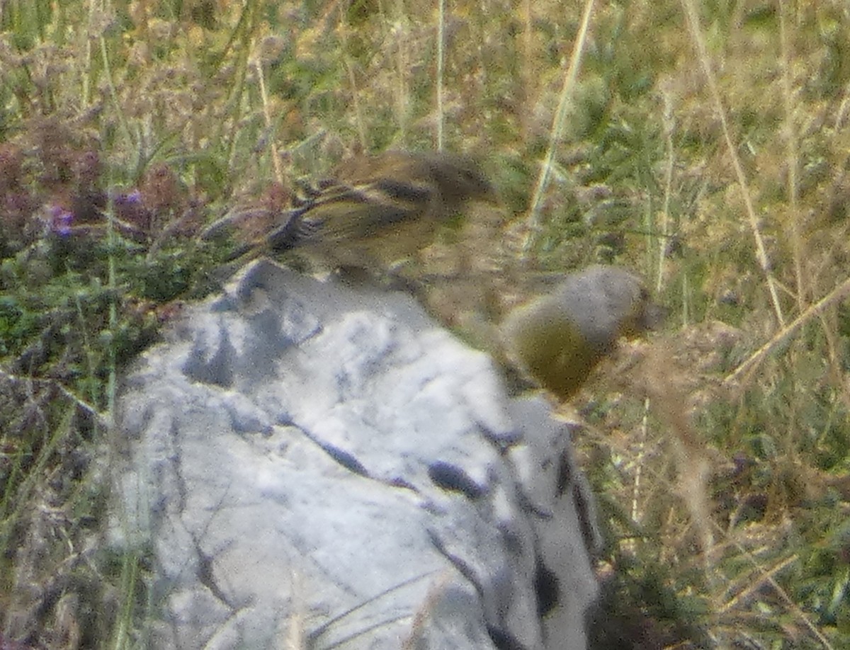 zvonohlík citronový - ML639621034